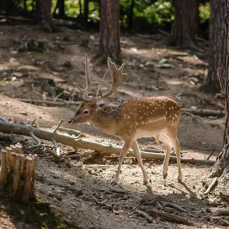 Eco Zdravetz Tsar Kaloyan (Plovdiv)